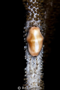 Flamingo tongue. Bonaire 2010 by Robert Polo 
